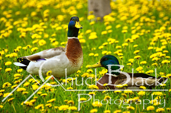 May 20, 2011-149-Edit-Edit
