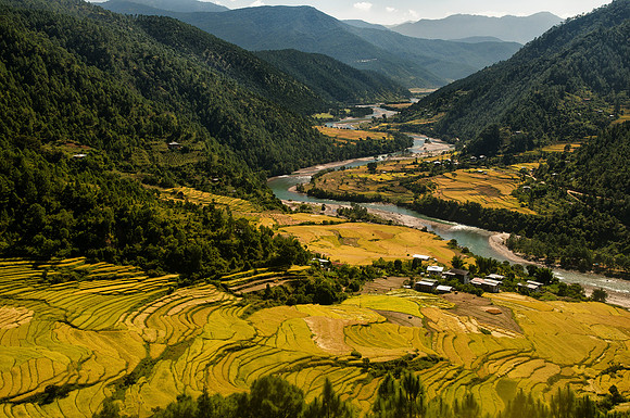 Bhutan, Asia, Valley, Scenic, green, Yellow, gold, Crops, rice, River, Water, Mountains, Landscape, exotic