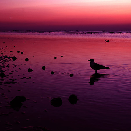 Sannibel, island, florida, Bird, Sunrise, Seagull, Morning, soft, Moody, relaxing, water, Wildlife,