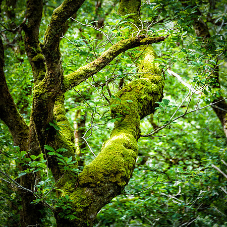 Ireland--11