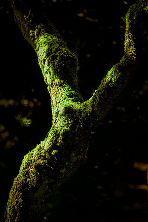 Ireland--14